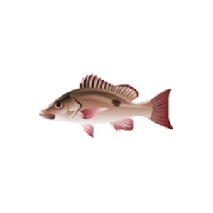 Mahogany Snapper